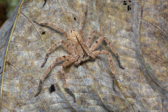 Heteropoda davidbowie
