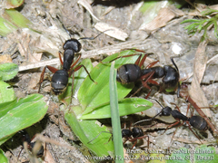 Camponotus rufipes