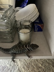 Sceloporus