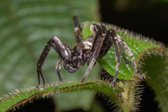 Sparianthinae