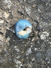 Ampelopsis glandulosa