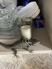 Sceloporus