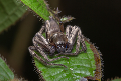 Sparianthinae