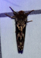 Korscheltellus gracilis