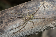 Pandercetes