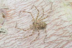 Pandercetes