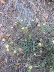 Chaenactis santolinoides