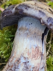 Thaxterogaster occidentalis