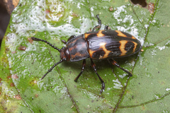 Erotylidae