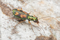 Pericalus