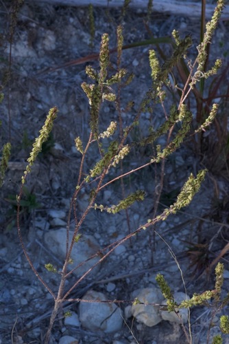 Image of Iva angustifolia by (c) Donald Hampton, some rights reserved (CC BY-SA)