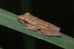 Polypedates leucomystax