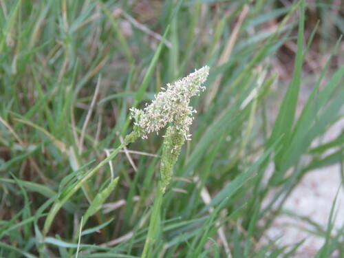Sporobolus virginicus observed 2022-10-04