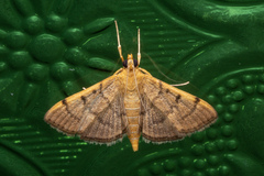 Omiodes indicata