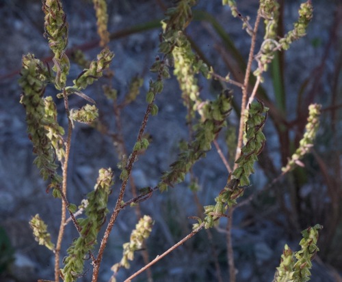 Image of Iva angustifolia by (c) Donald Hampton, some rights reserved (CC BY-SA)