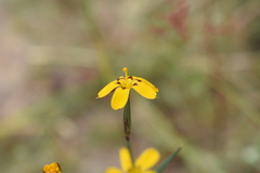 Sisyrinchium graminifolium