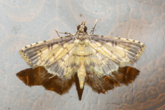Nacoleia