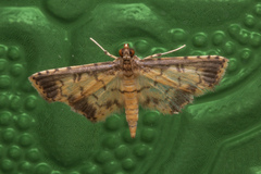 Nacoleia