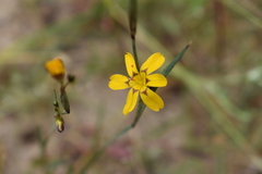 Sisyrinchium graminifolium