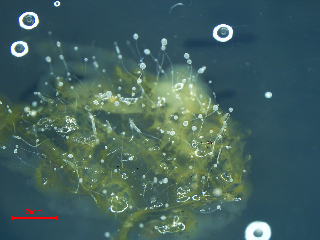 Dictyostelium mucoroides