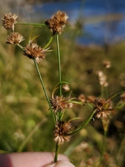 Juncus acuminatus