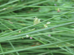 Cyperus laevigatus