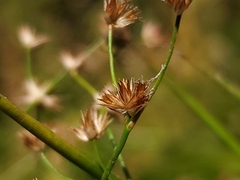 Juncus acuminatus