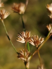 Juncus acuminatus