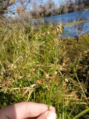 Juncus acuminatus