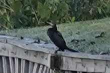 Nannopterum brasilianum