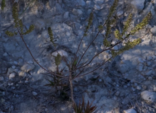 Image of Iva angustifolia by (c) Donald Hampton, some rights reserved (CC BY-SA)