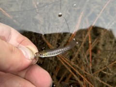 Fundulus lineolatus
