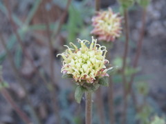 Chaenactis santolinoides