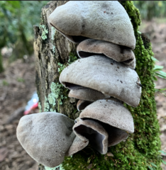 Auricularia polytricha