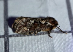 Korscheltellus gracilis