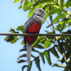 Trogon surrucura