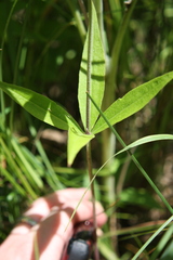 Silene stellata