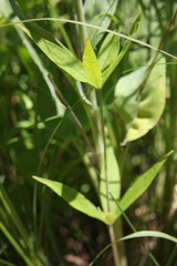 Silene stellata