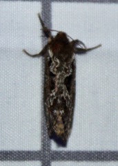 Korscheltellus gracilis