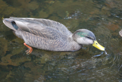 Anas rubripes × platyrhynchos