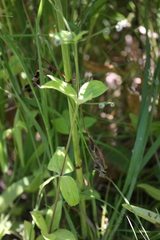 Galium circaezans