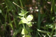 Galium circaezans