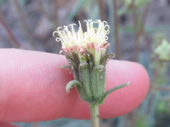Chaenactis santolinoides