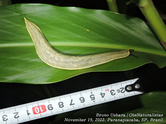 Vaginulus taunaisii