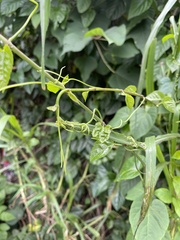 Cissus verticillata
