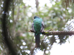 Trogon mexicanus