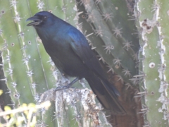 Corvus sinaloae