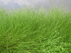 Cyperus laevigatus