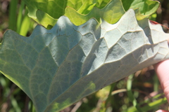 Arnoglossum atriplicifolium