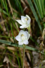 Thelymitra pallidiflora